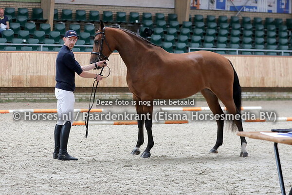 41 Miennetty (Almoretto x Zusinetty v. Sam R)