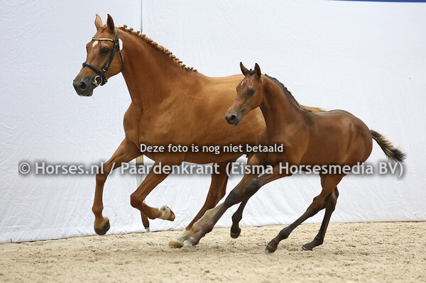 8 Varuso H (Baltic x Kafarusa H v. Corland)