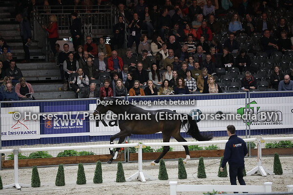 533 Mister Diamond van de Molenkouter (Sir Donnerhall x First Fina v. First Final)