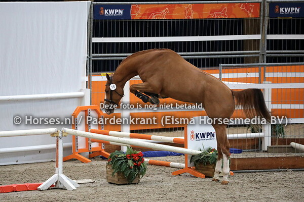 15 Noble Apple (Arezzo VDL x Ulina du Rouet v. Baloubet du Rouet)