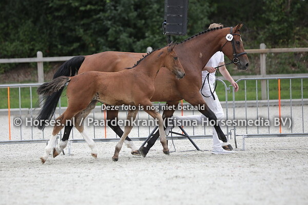 44 Sir Zelensky O'Hara WH (Harley VDL x Clinton)