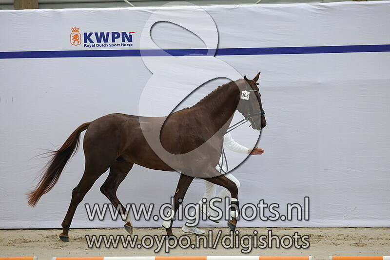 Tango Ferguson Tarpania