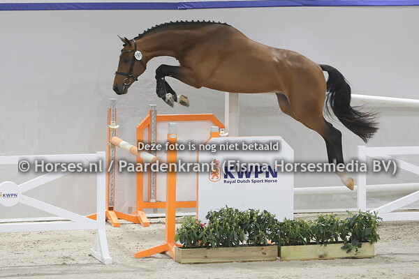 191 Un Heros d'Urano Gouden Bit Z (Urano de Cartigny x Coco Chanelle v. Chacco Blue)