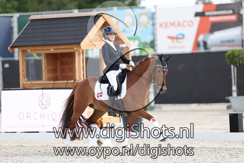 Steendieks Diamond de Dali