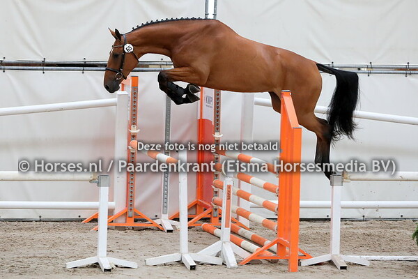 65 Lufrieda VDL (Carrera VDL x Gufrieda v. Zirocco Blue)