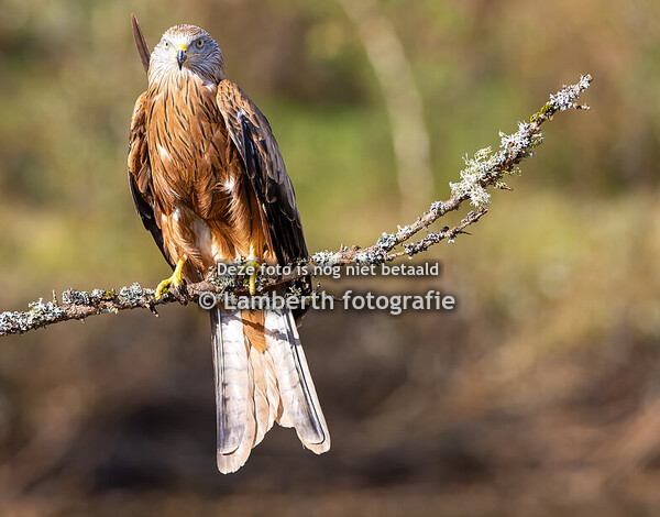 2025-05-25 Valk Roofvogels