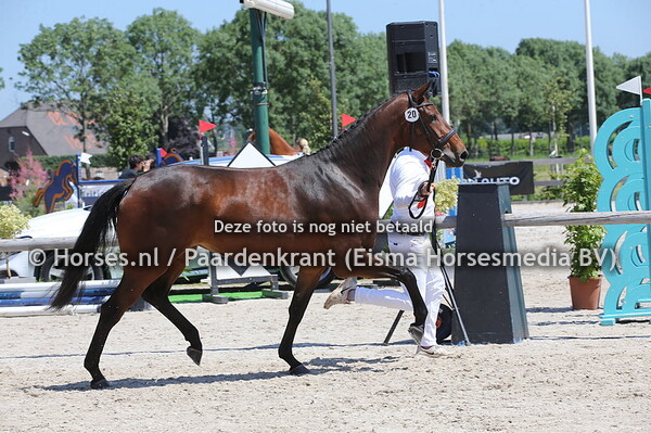 20 Little Gold ES v Stakkato Gold