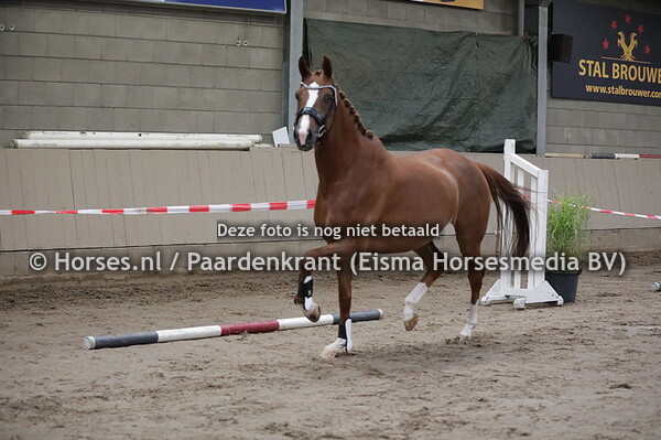 48 J'Aime Litchy (Estoril x Felitchy v. Tango)