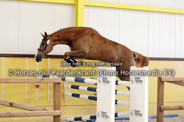 12 Ocelotte DDH (Kasper DDH x Karlotte DDH v. Emerald van't Ruytershof)