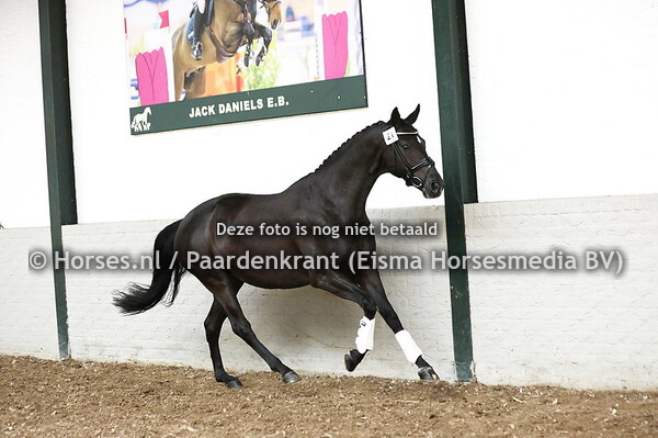 21 Sweet Caroline (San Amour x Cremina v. Weltmeyer)