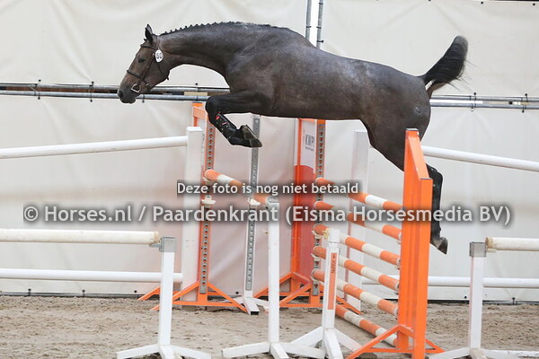 60 Lilly HX (Cape Coral x Melisimo v. Libero H)