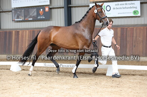 4 Siresia (Ferguson x Iresia v. Metall)