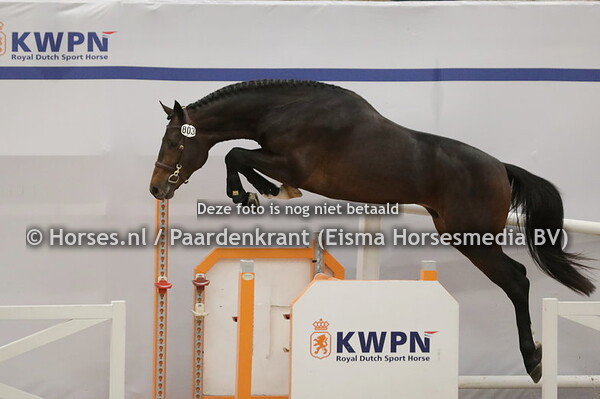 803 Di Amore XS (Dourkan Hero x Briljant v. Chacco Blue)