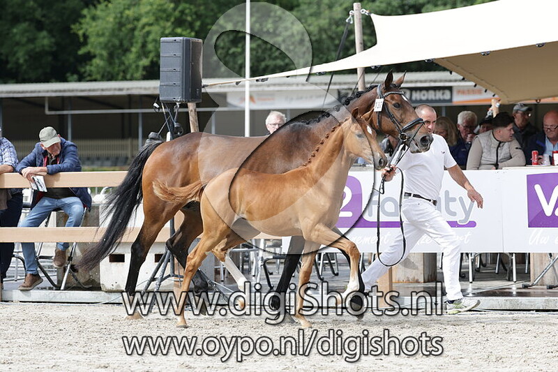 Vodka Orange v. Pjethro