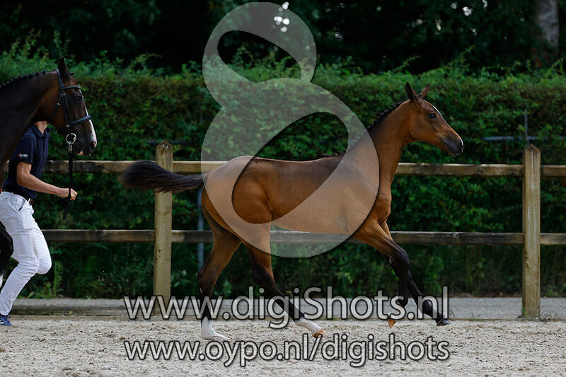 Runaround Sue v. Verdi TN