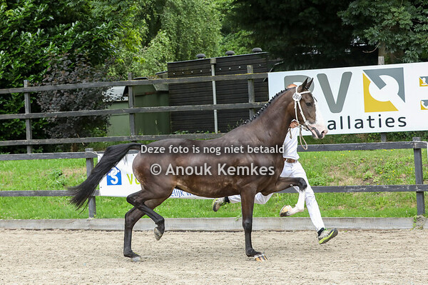 Stardancer C ( Icellie x Plains Liberator )