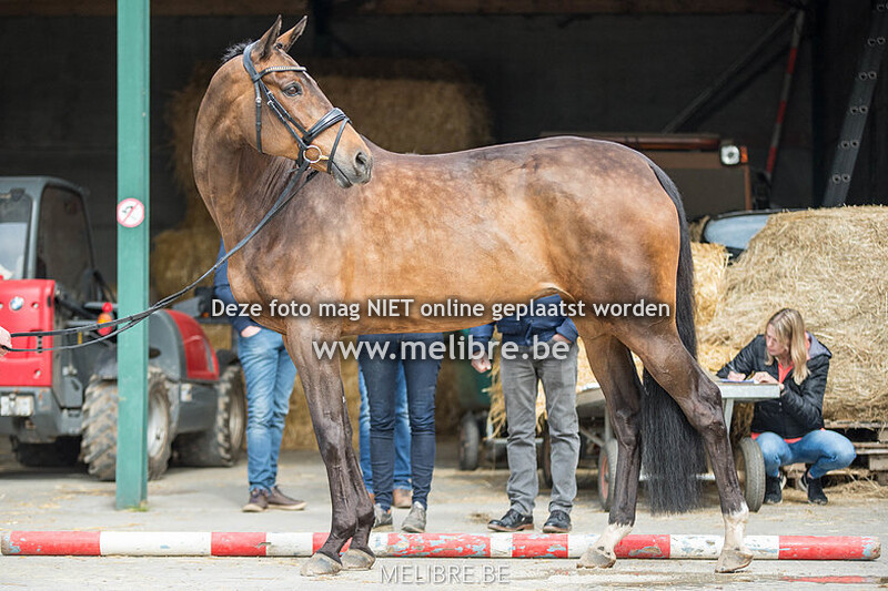 Sfeer / Stamboek opname