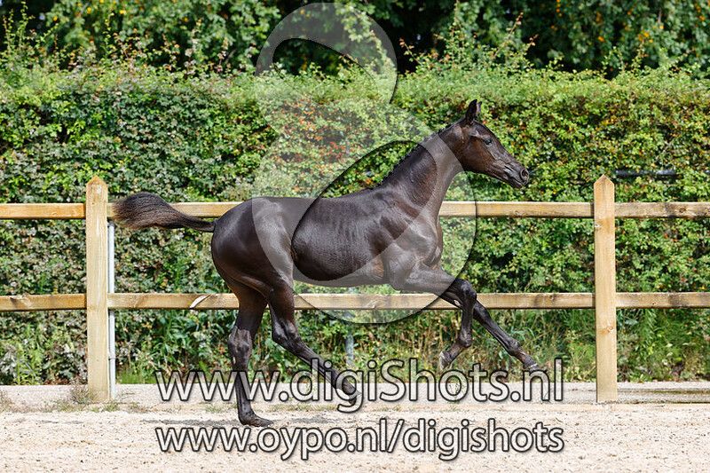 Renoir VK v. Furst Dior