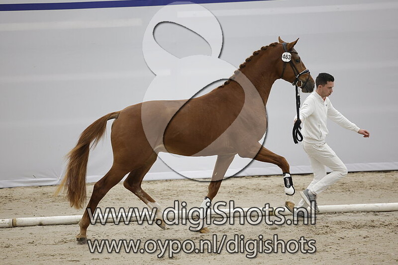 Paddington v. Lantanas - 463