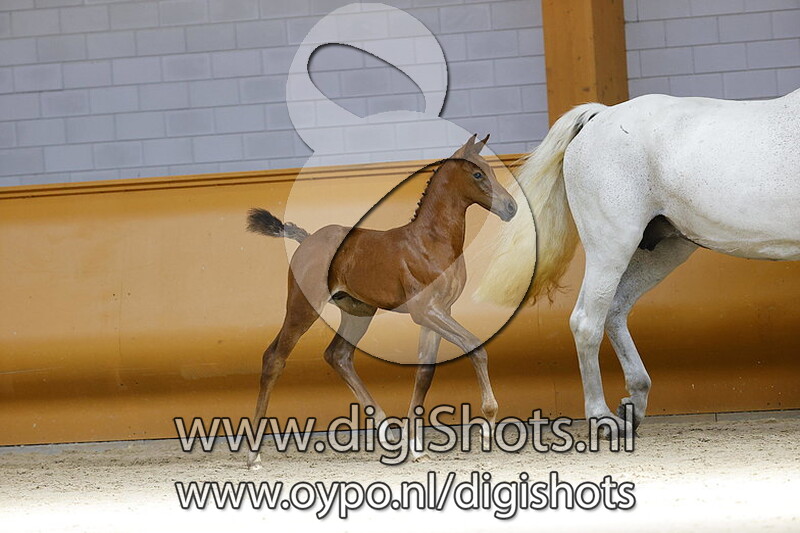 Pegasus v. Casall ASK