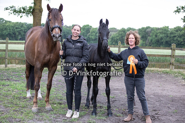 01. Dior van de Demro Stables