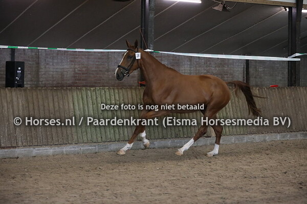 28 Maranja (Zardando x Almanda v, Negro)