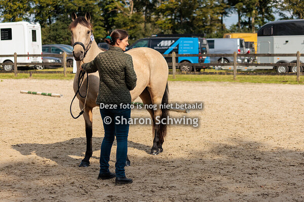 DRIEJARIGE MERRIES CPB / JUMENTS DE 3 ANS CPB							