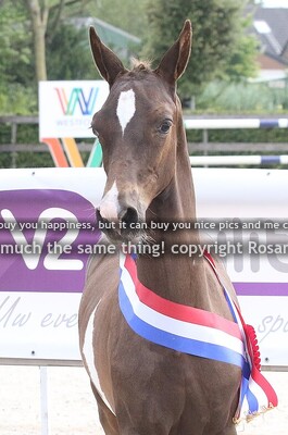 HTNCK25 veulens finale 