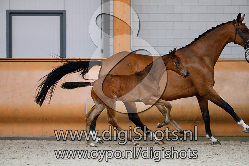 Newton MC v. Habanna