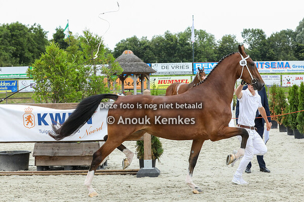 48 - Selony F ( Hubert VDM x Manno ) 