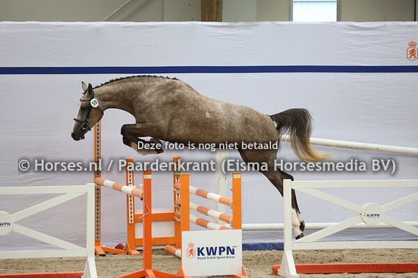 59 Sedoselli vd Watermolen (Carambole x Jedoselli W v. Dakar)