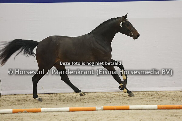 455 (My Blue Hors Santiano x Kingston Blue Hors)