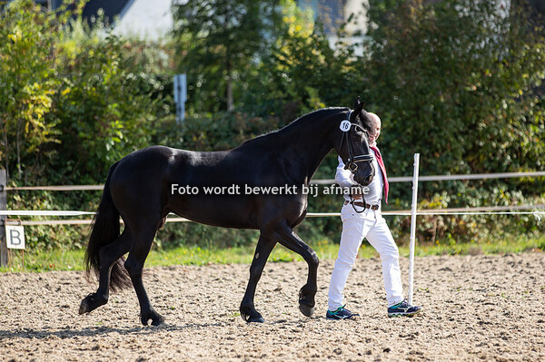 16. Freija van de Demro Stables