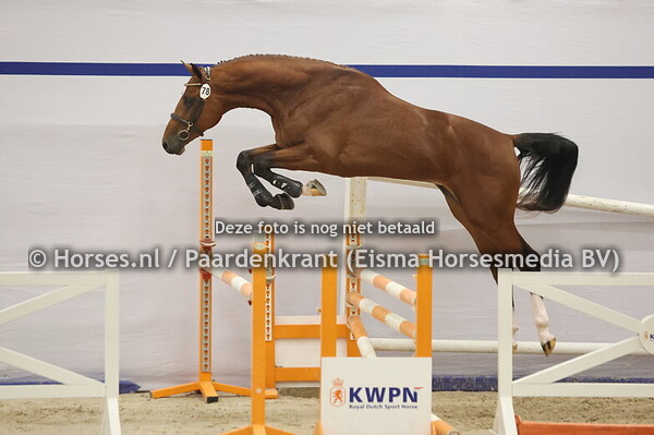 78 (Emerald van't Ruytershof x Toulon)