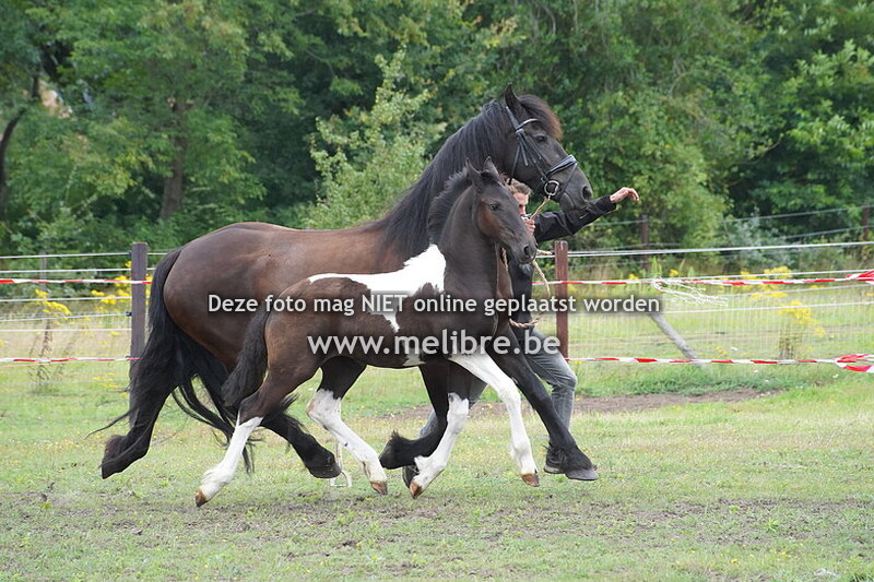 Barock Pinto 23/07/23