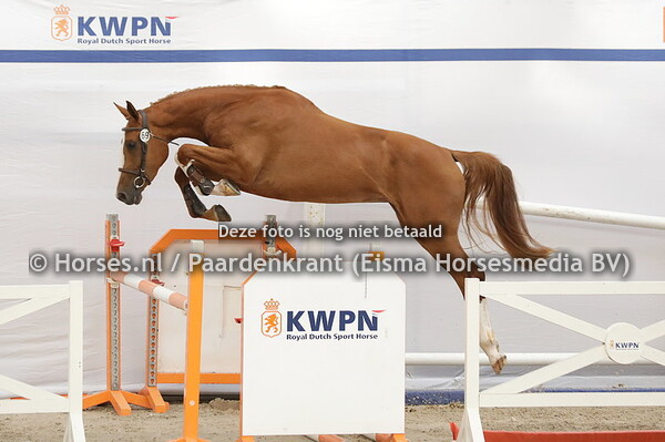 69 Pukendy (Jilbert van't Ruytershof x Kackendy v. Action Breaker)