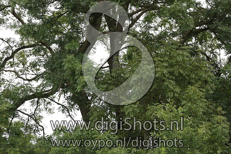 Ring 9 's verenigingskampioenschappen middags