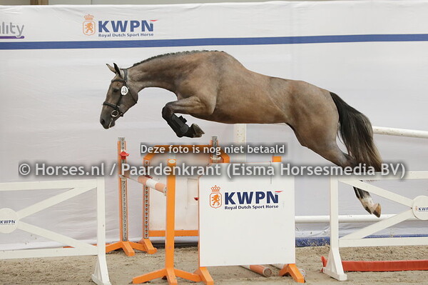 53 Polly (Eldorado vd Zeshoek x Folly v. Heartbreaker)