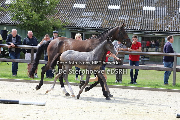 springveulens mannelijk