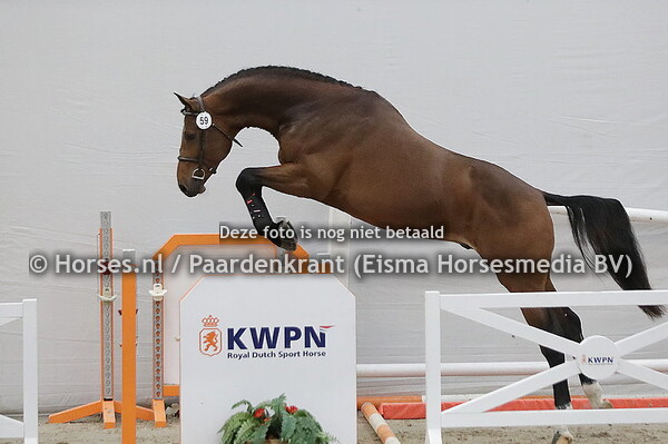59 (Cornet Obolensky x Diamant de Semilly)
