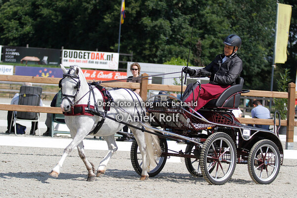 Sectie D + Bestgaande menpony