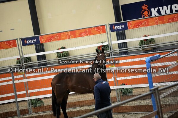 66 Dubai Z (Diamant fr Semmily x Dylandra v. Tangelo vd Zuurhoeve)