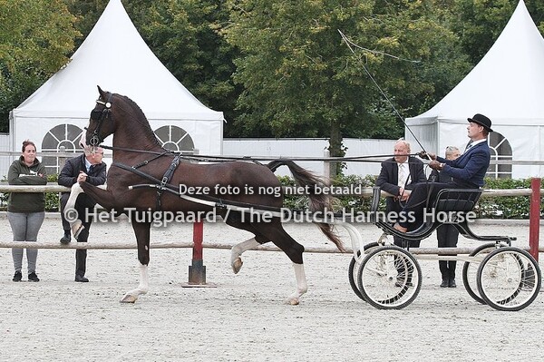 Tuigpaardfokker van het Jaar 2021: Marcel Ritsma 