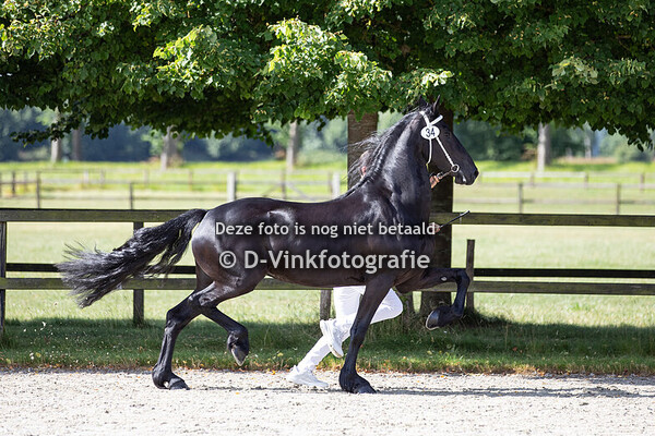 Rubriek 06a 3 jarige veulenboekmerries