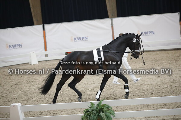 562 (Totilas x Metall)