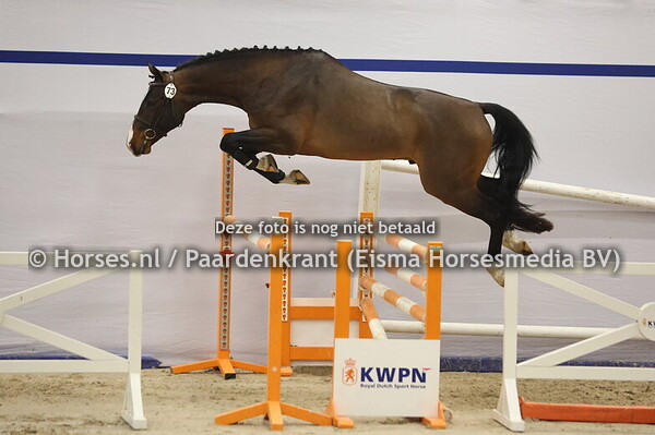 73 (Elvis ter Putte x Animo)