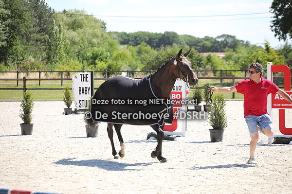 12. Vrouwelijke driejarigen Springen Reeks 2