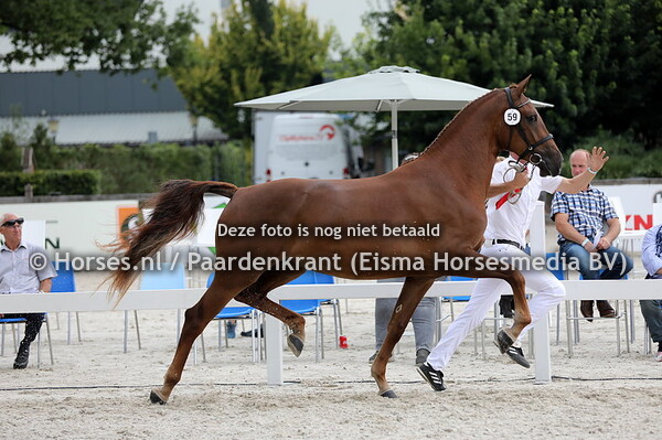 15-08-2020 KWPN Nationale Merriekeuring Gelders Paard