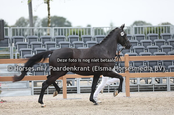 143 Painted Black AVO