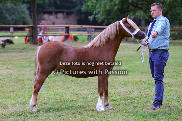 Sektion A 1-2 Stuten und Hengste.